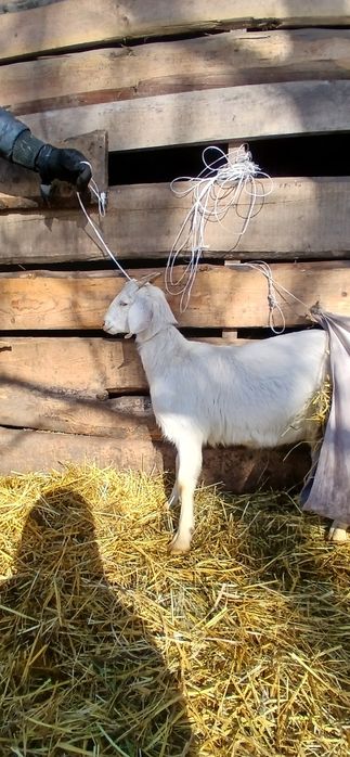 Коза,козичка,англонубійська