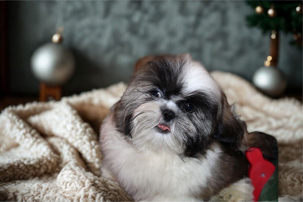 Shihtzu Paco- rodowodowy gotowy do odbioru!