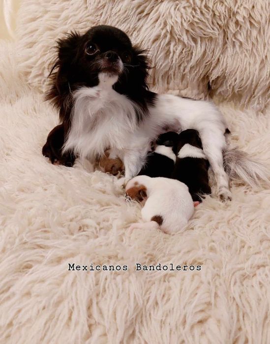 NAJPIĘKNIEJSZY MINI KRÓLEWICZ chihuahua. Krótkowłoy chłopczyk !