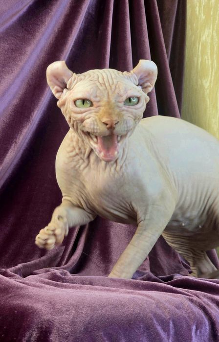 Ельф елітна дівчинка