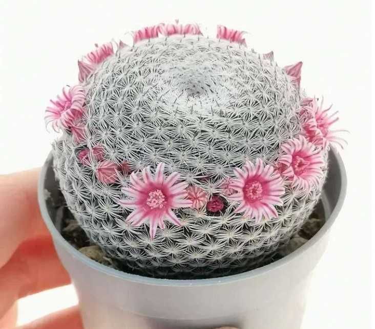 Кактус (сукулент) мамілярія псевдопербела для флораріума