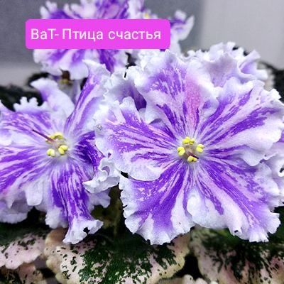 Фіалка,сенполія,фиалка