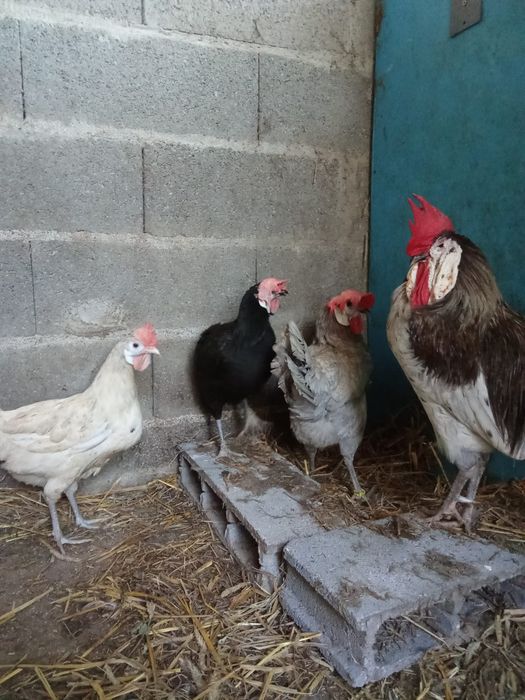 Ovos de cara de palhaço