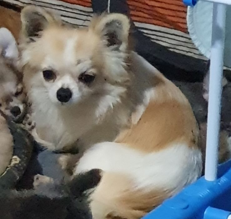 Чихуахуа длинношерстный мальчик.