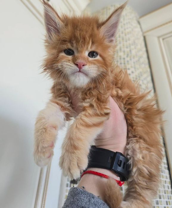 Продам левенят Мейн-куна