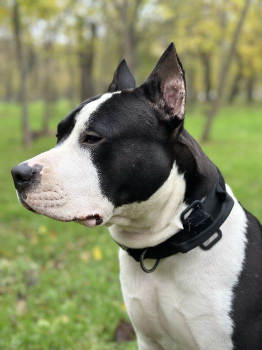 Предлагаю кобеля на вязку