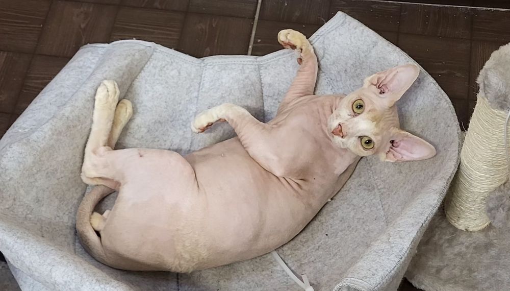 Sfinks kocurek ANGELO