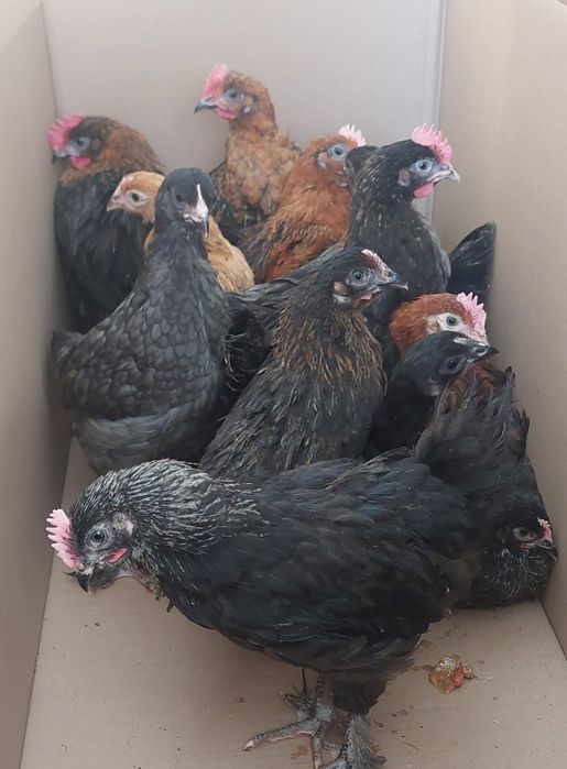 Kurczeta marans , kurczeta mix