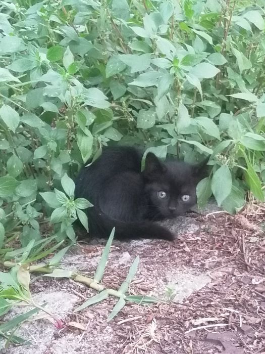 Gatinhos bebés para adoção responsável