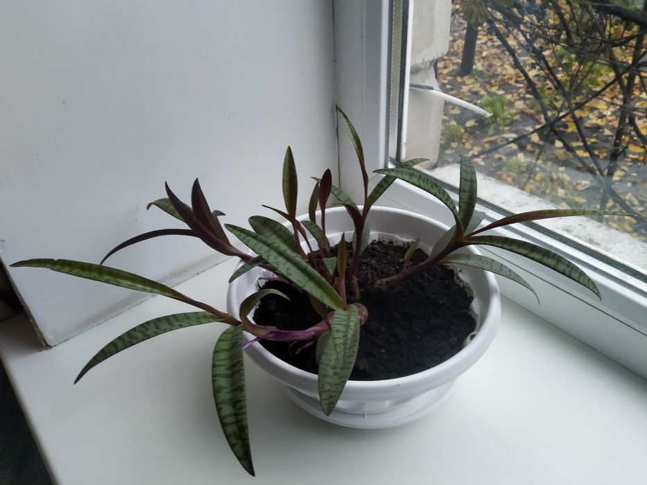 Продам кімнатну рослину Ледебурія.