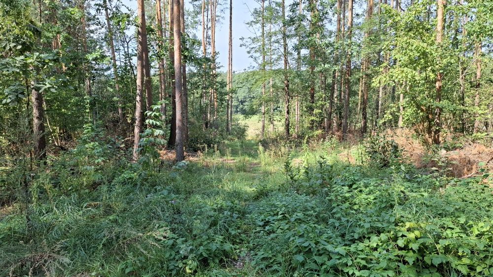 Dzialka 2000m2. Piękne ciche miejsce.