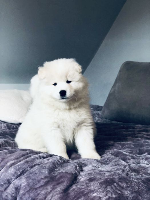 Samoyed szczeniak DO ODBIORU