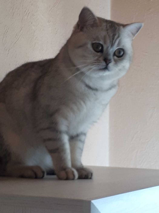 В'язка кіт шотландський срібна шиншила