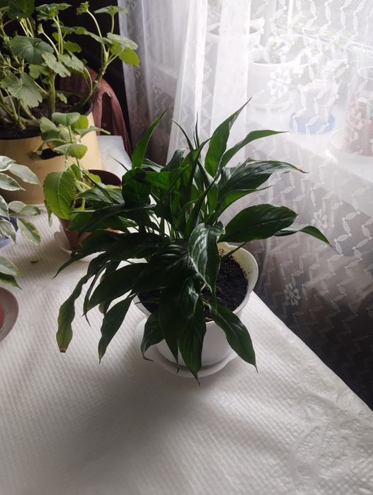 Продам кімнатні рослини