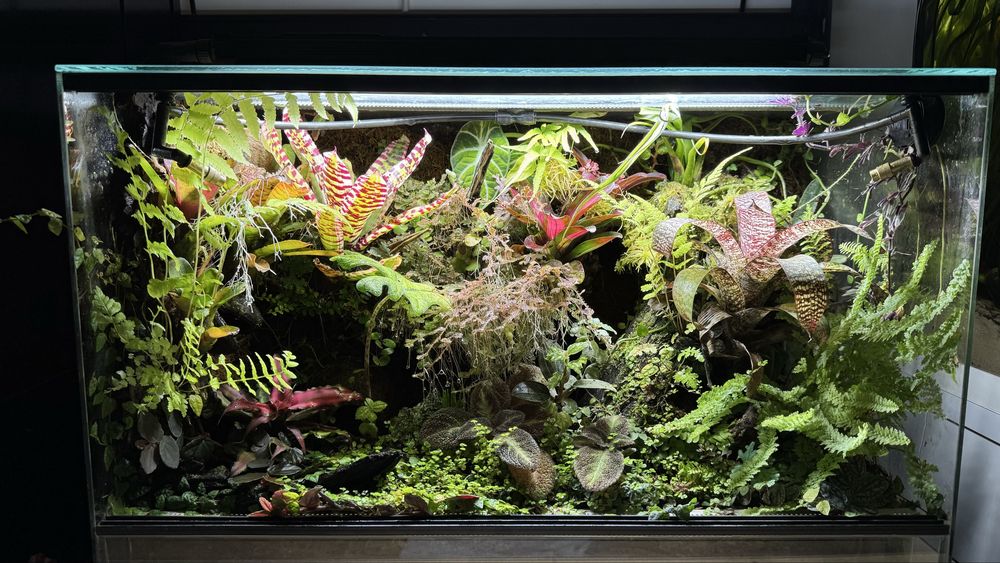 Terrarium bioaktywne z drzewołazami Dendrobates Leucomelas