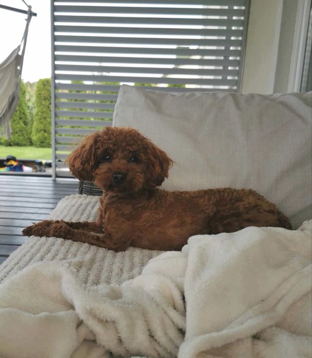 Pudel miniatura red brown / Genetyka