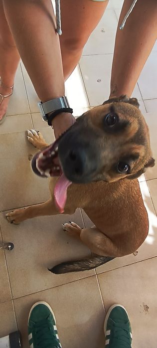 Cachorro para doar