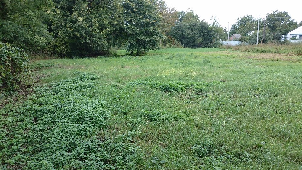 Земельный участок в пос. Линовица Прилукского р-на Черниговской обл.