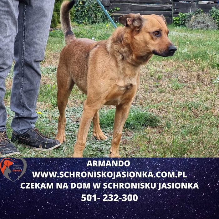 Armando w schronisku jasionka  aktualne