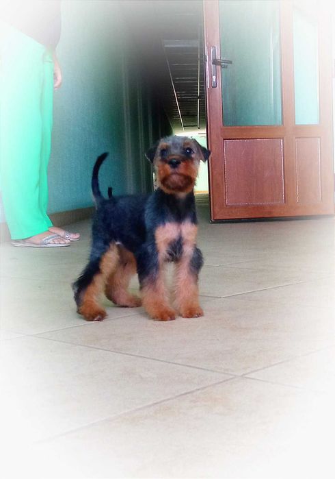 Вельштерьер щенки