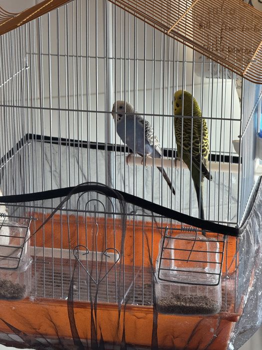 Vendo casal de periquitos