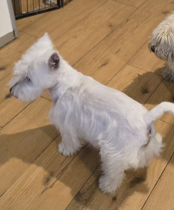 West highland white terrier westi zkwp FCI