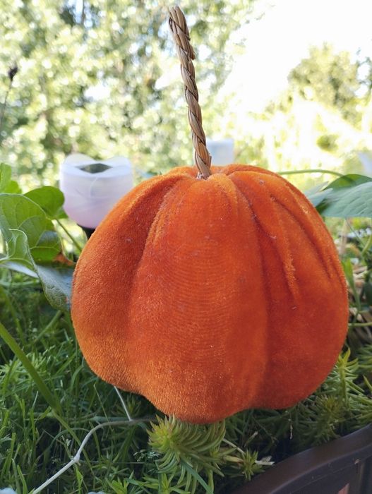 Dynia ozdobna welurowa