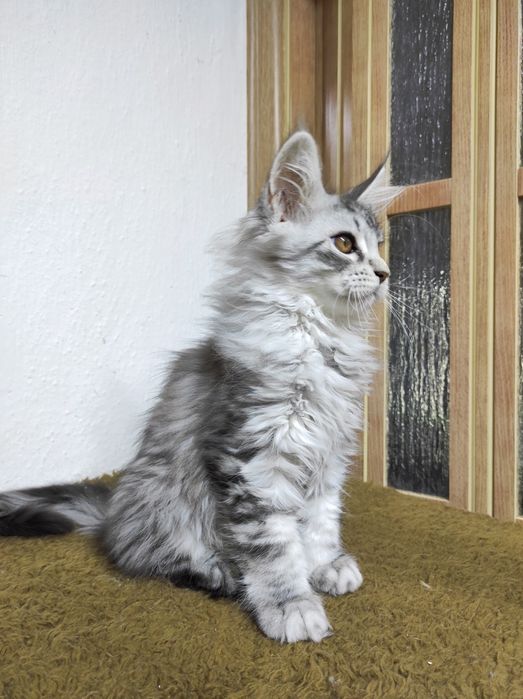 Мейн кун срібна красуня