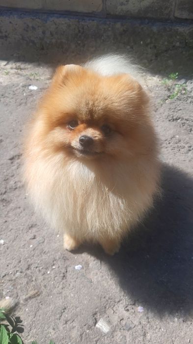 Мужчина запрошує дам, вязка