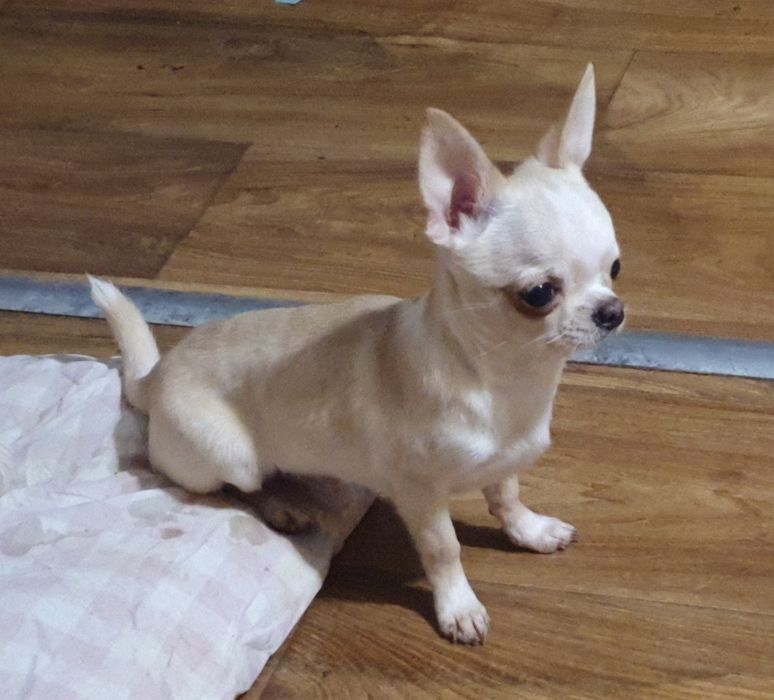 Щенки чихуахуа КСУ