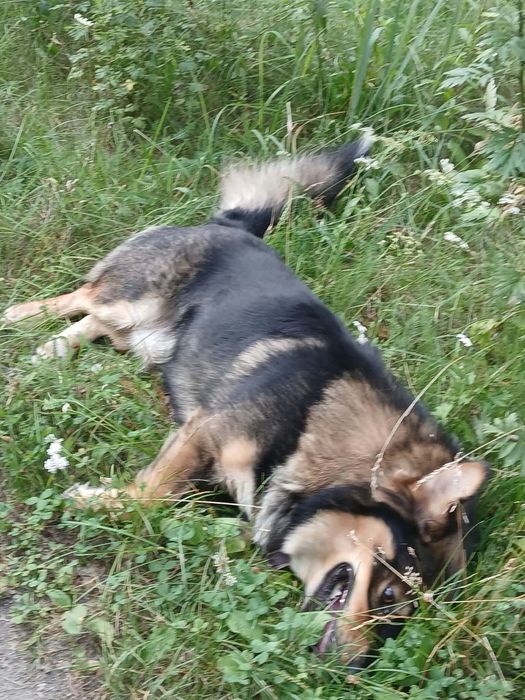 Teddy do adopcji