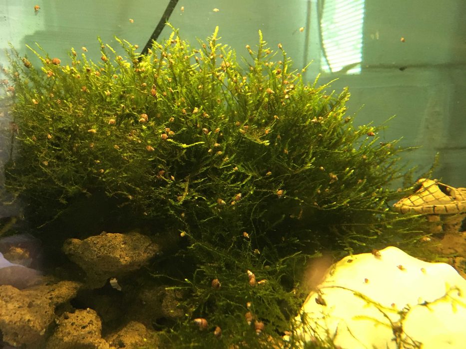 Яванский мох аква.