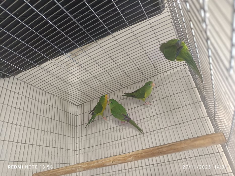 Casais de periquitos limão