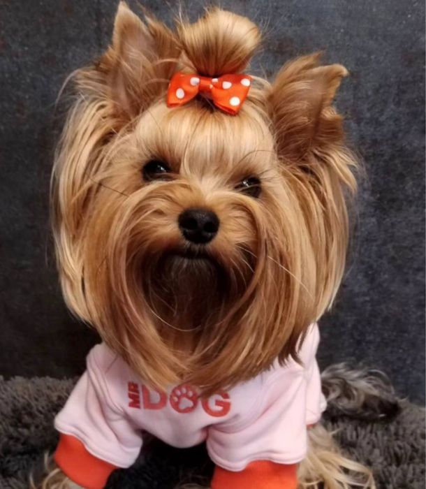 Йоркшерский терьер щенки