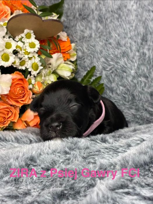 HAWAŃCZYK ZKwP szczeniaczek