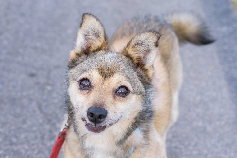 Sajlek - radosny promyczek