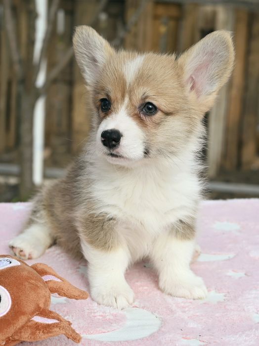 Цуценя вельш коргі пемброк дівчинка 2 місяці