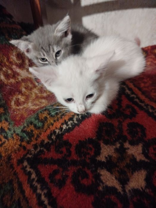 Кошенята шукають люблячу родину