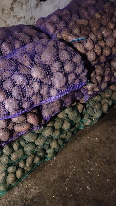 Прлдам  Картоплю