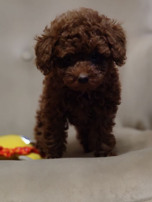 Piesek Toy red brown. Badania  genetyczne.