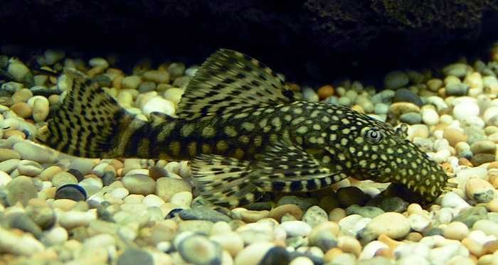 Glonojad - Zbrojnik niebieski - Ancistrus dolichopterus - dowozimy