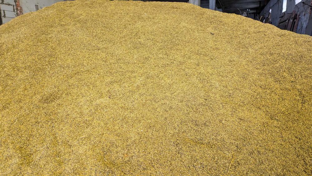 Owies ekologiczny z certyfikatem