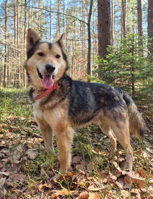 Łagodny pies szuka domu  / do adopcji