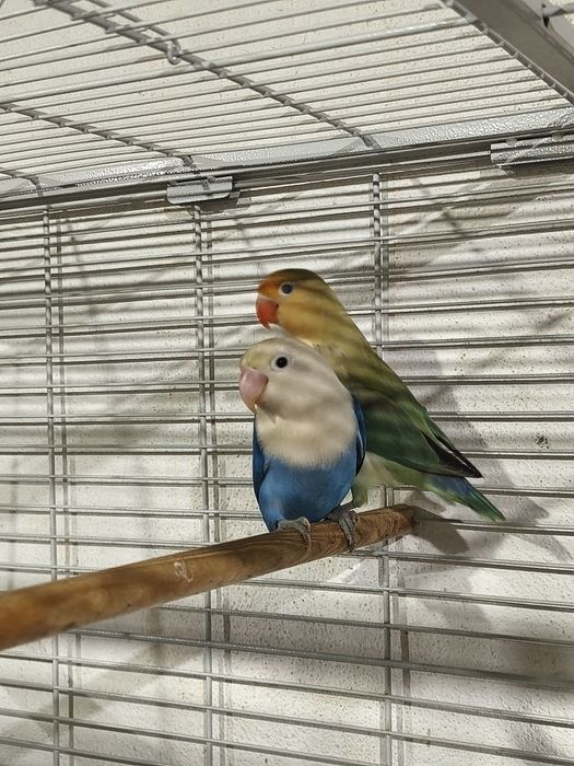 Agarponis fisher casal