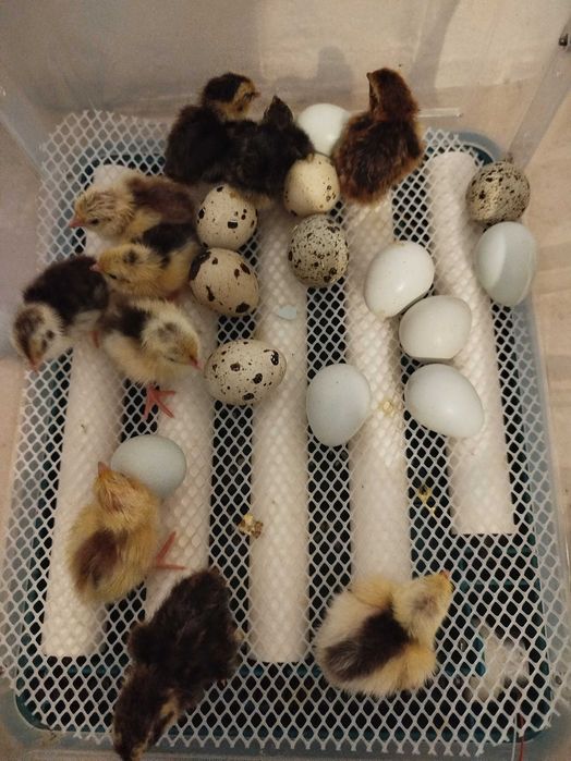 Codornizes e derivados