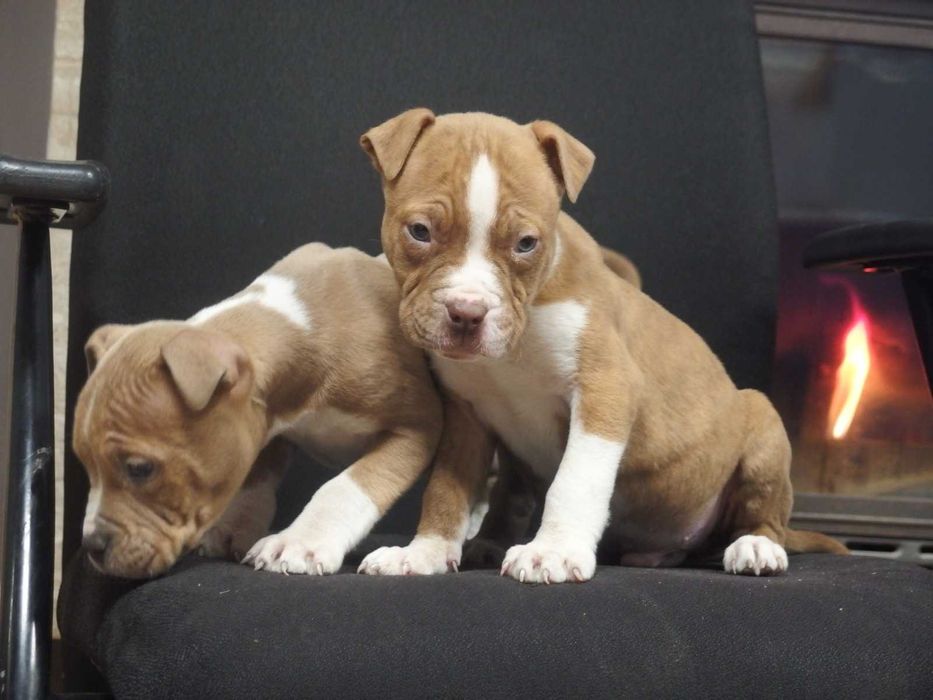 American Staffordshire Terrier Amstaff Suka
