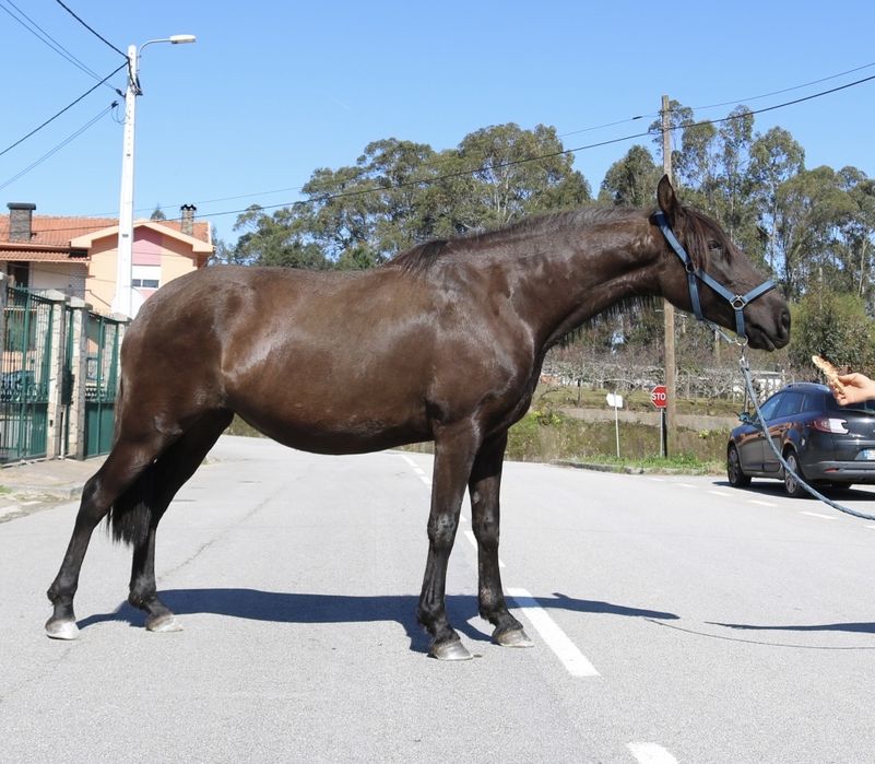 Lusitana pontuada gestante palomino