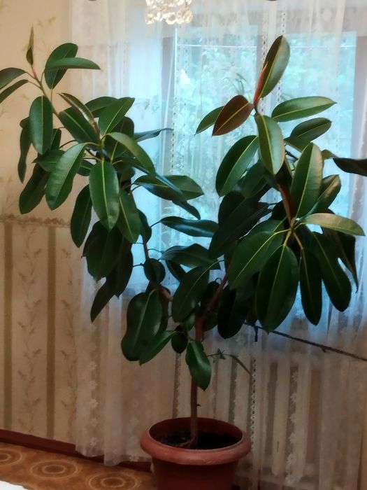 Фикус каучуконосный