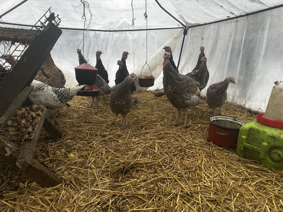 Idyki/ Indyczki 4 miesieczne