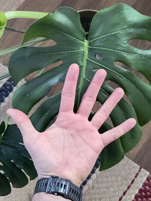 Zdrowa i duża Monstera